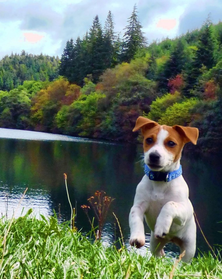 Джек Рассел собака