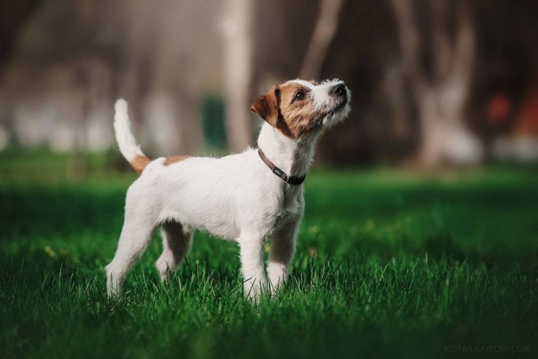 Крап у Джек Рассел терьера