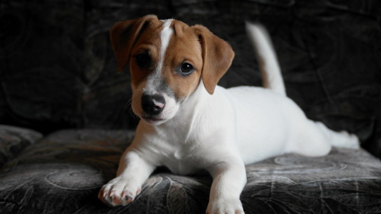 Рабочий Джек Рассел терьер