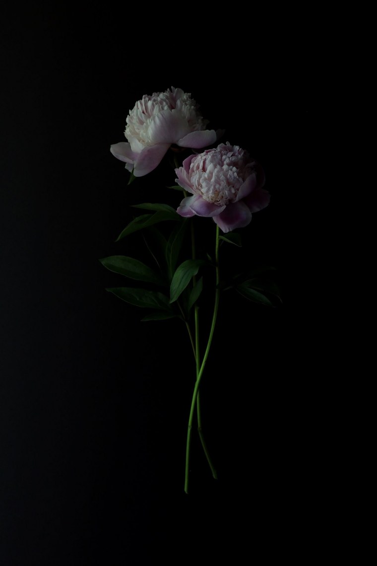 Пионы на темном фоне