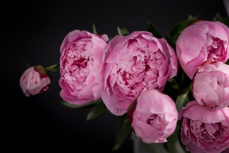 Пионы на темном фоне