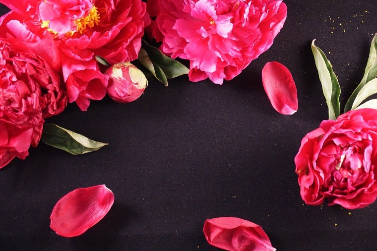 Пионы на темном фоне