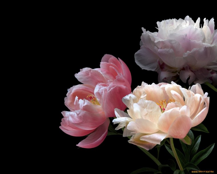 Пионы на черном фоне