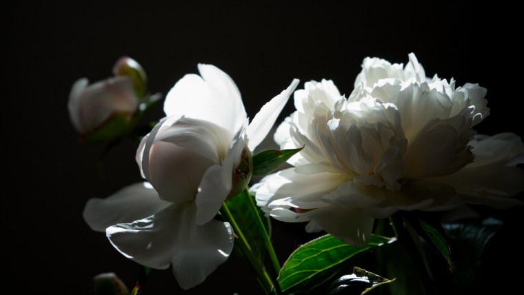 Букет пионов на черном фоне