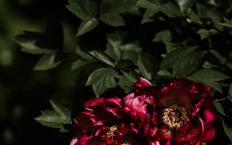 Черные пионы