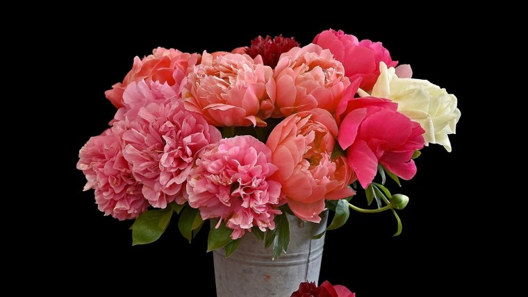 Пион голубая Хризантема