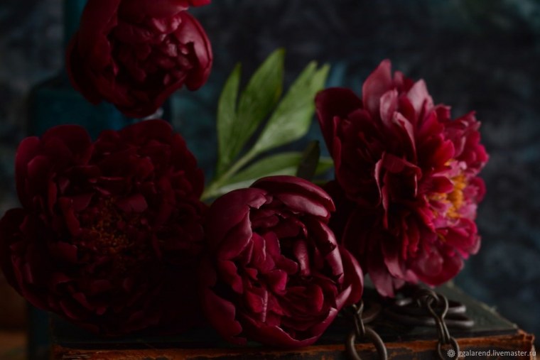 Пионы на заставку телефона