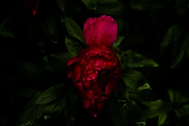 Пионы на темном фоне