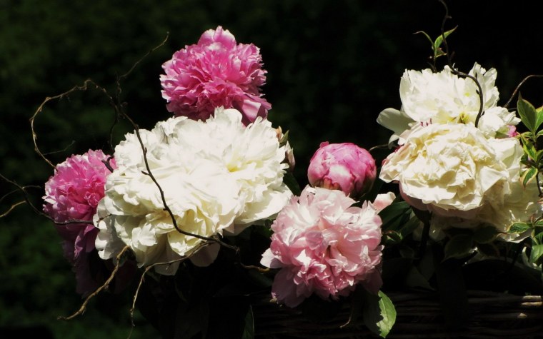 Пионы на черном фоне