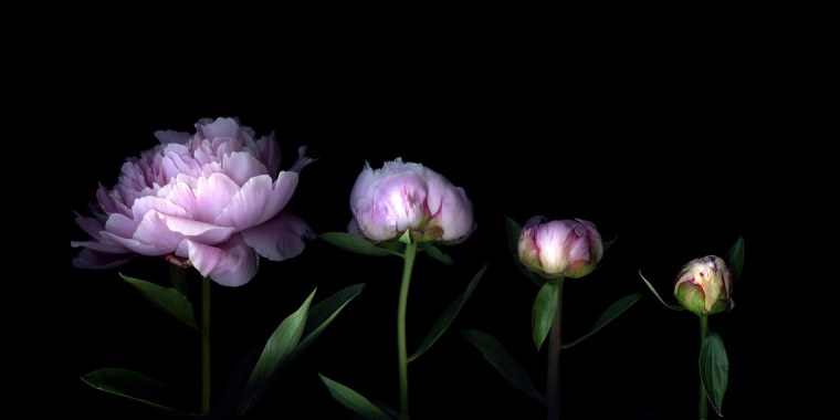 Цветы на черном фоне