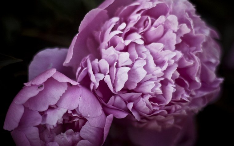 Пионы на черном фоне