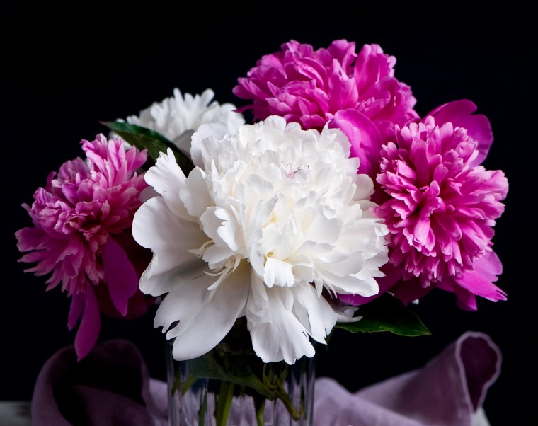Белые пионы на черном фоне