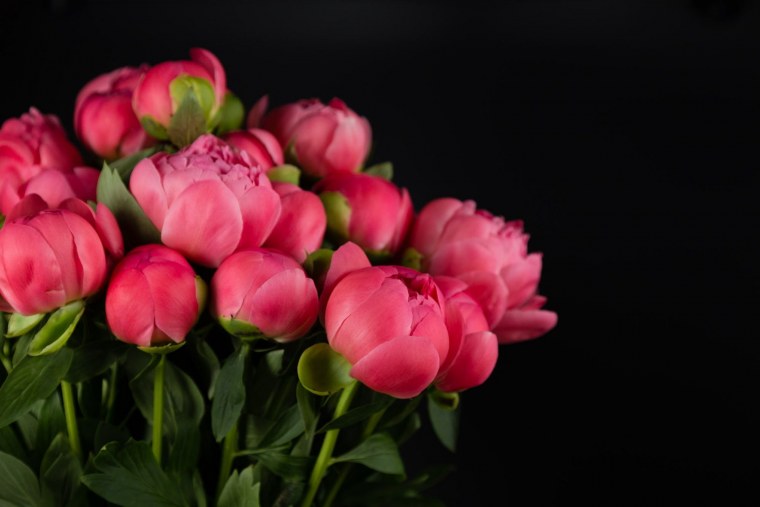 Пионы на черном фоне