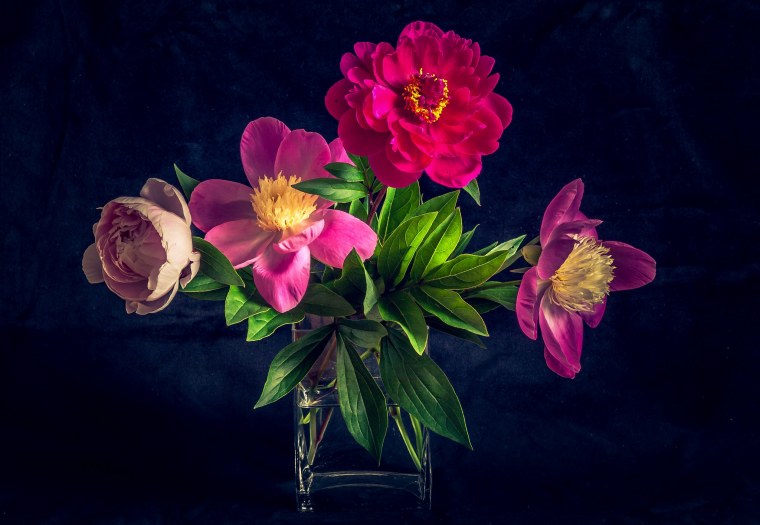 Пионы на черном фоне