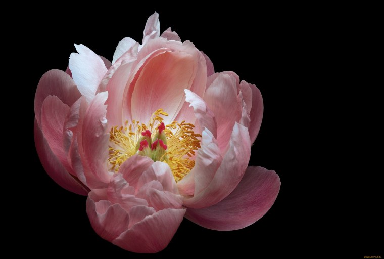 Пионы на черном фоне