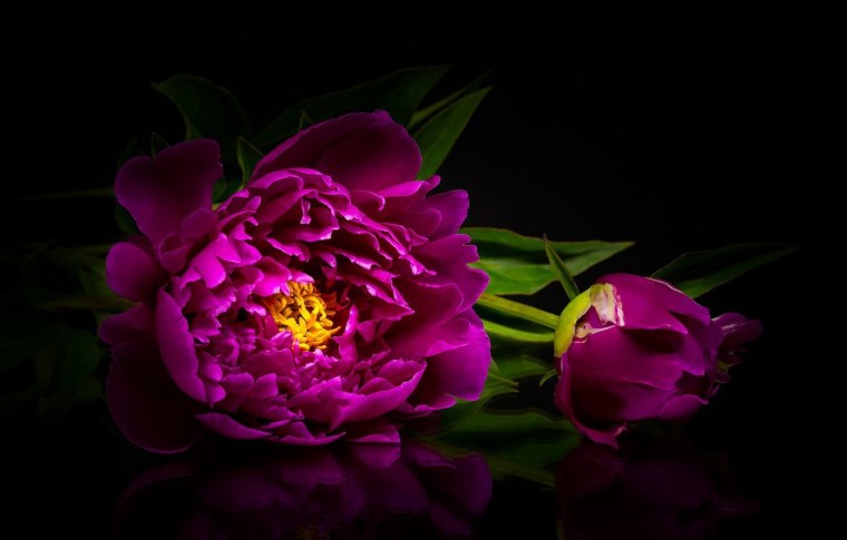 Цветок "пион"