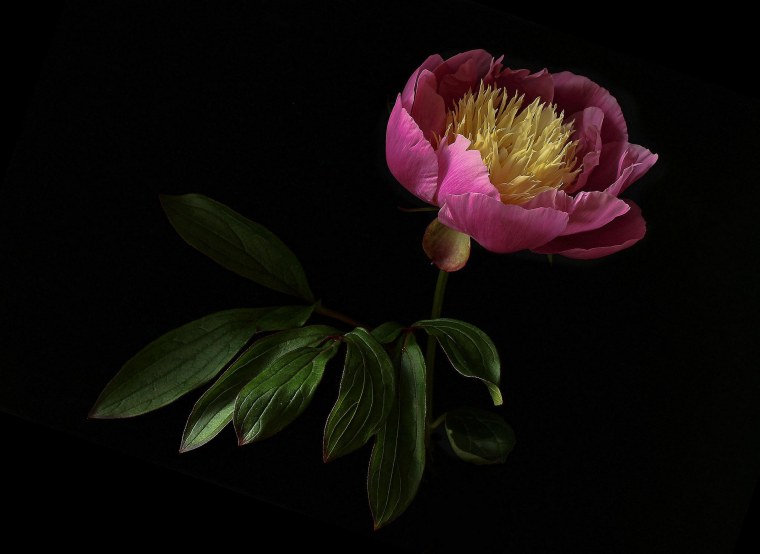 Цветок "пион"