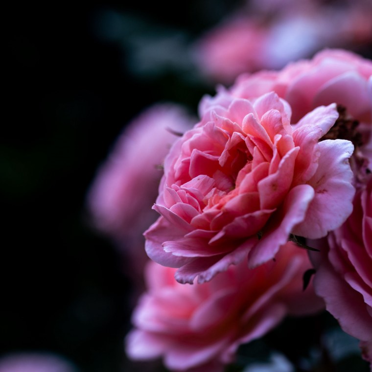 Пионы на темном фоне