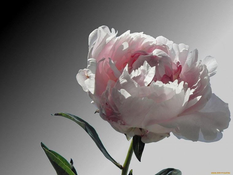 Пион темный бордо