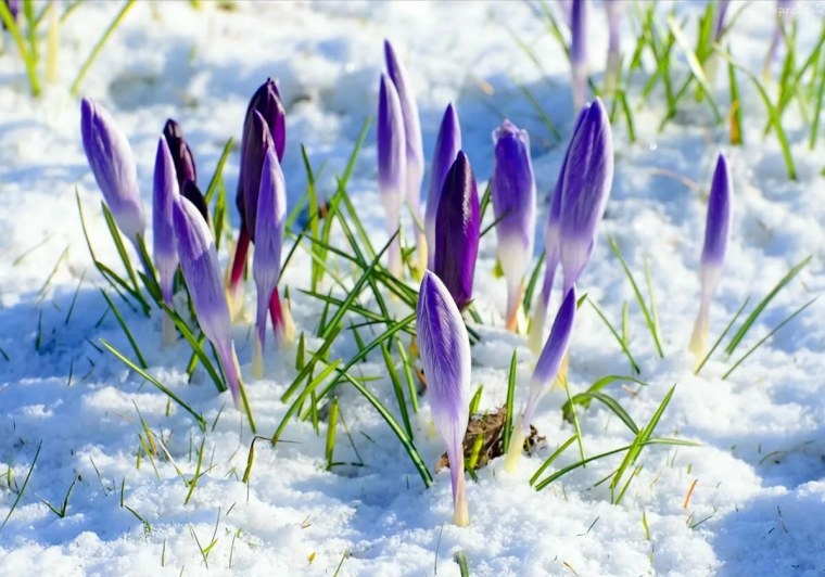 Крокусы в снегу