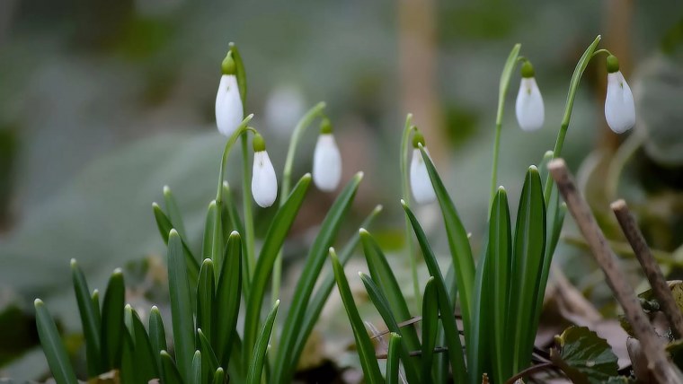 Подснежник ризейский