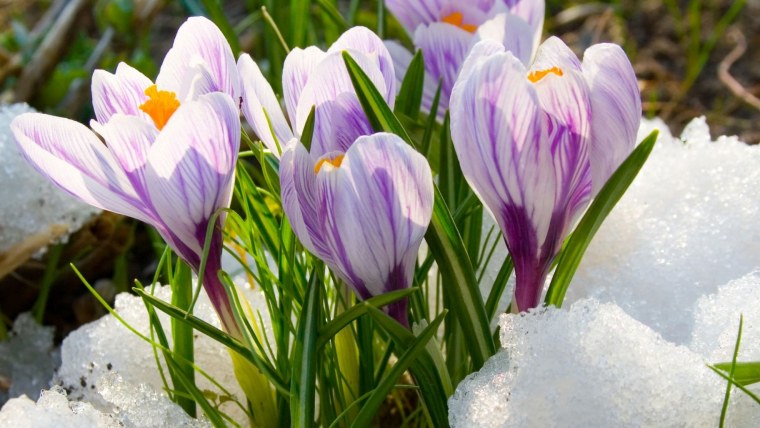 Первые цветы весны