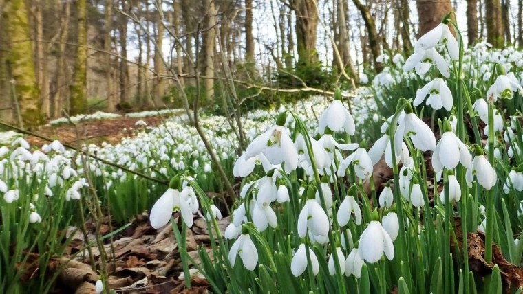 Первоцветы - подснежники, Ландыши?