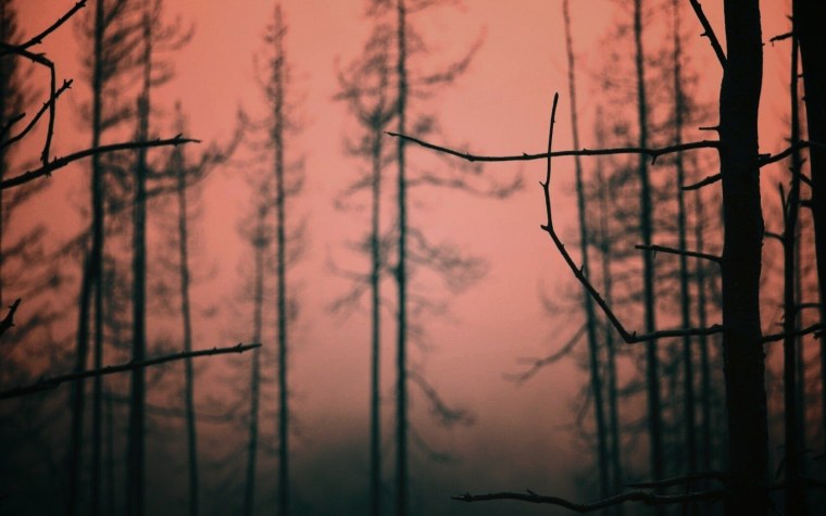 Грустное дерево