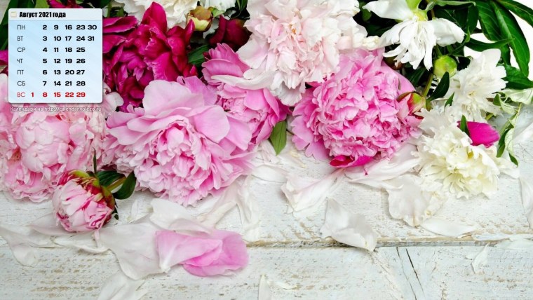 Обои на рабочий стол цветы пионы