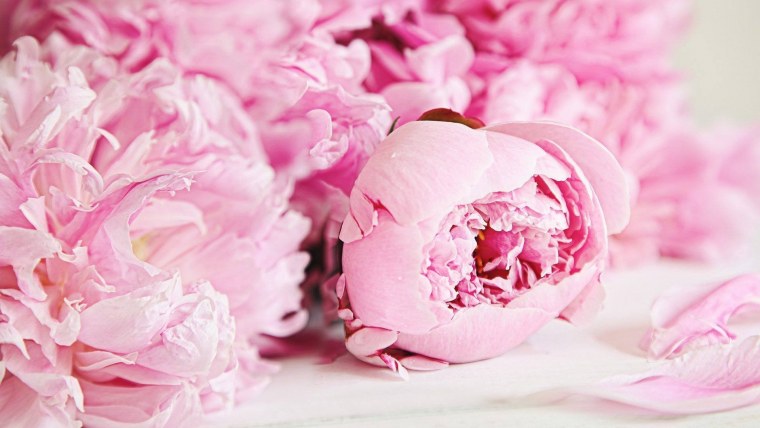 Пионы на голубом фоне