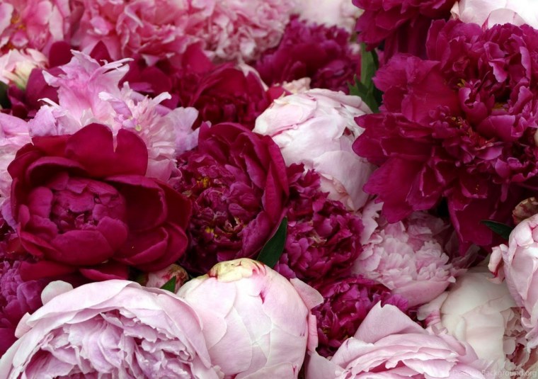 Пион розовидный