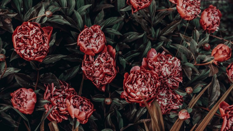 Бривидо пионы