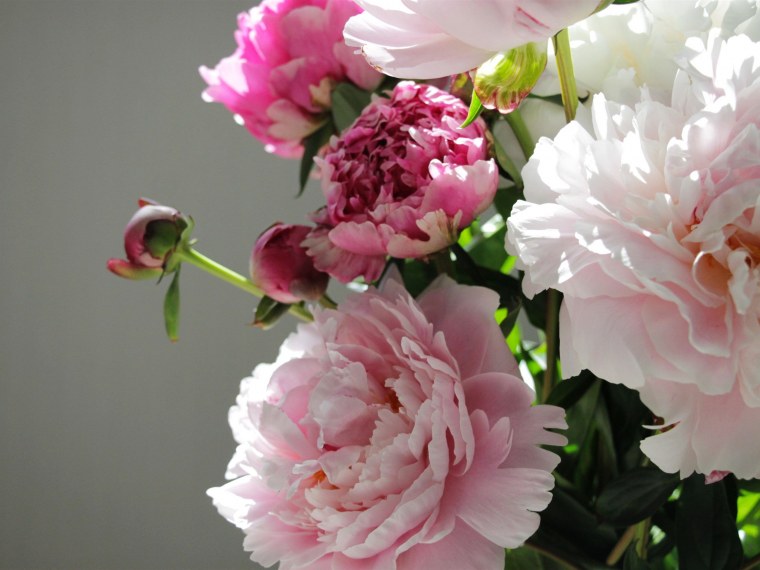 Пион фулл Сейл