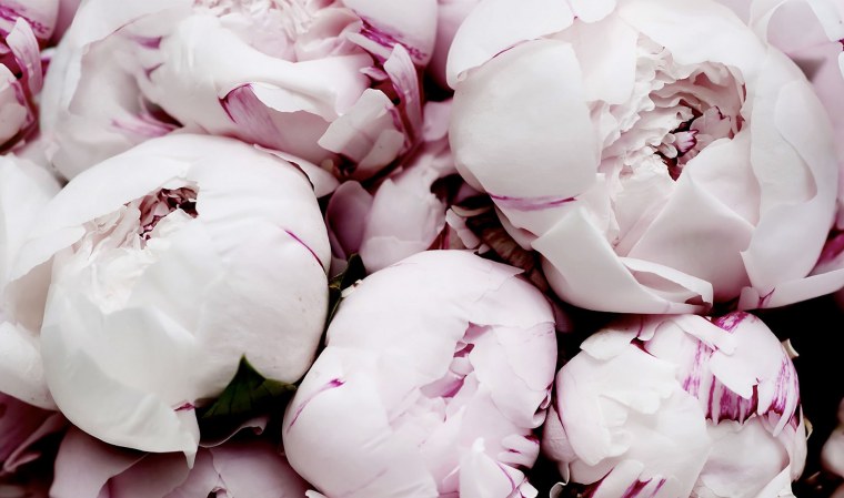 Пионы ноутбук