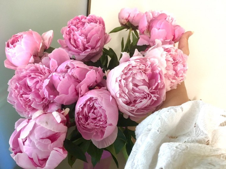 Пионы на рабочий стол