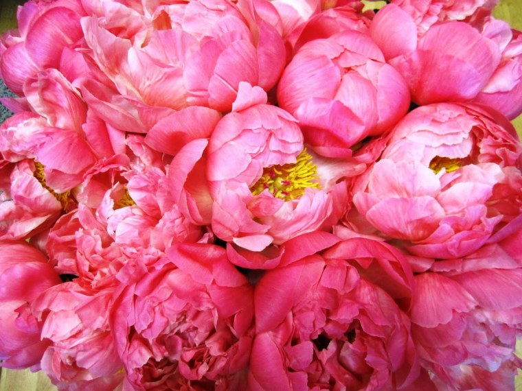 Эстетика цветов пионов