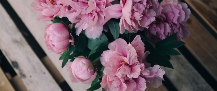 Бордовые пионы