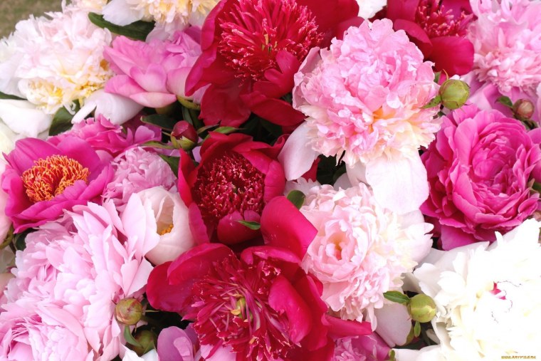 Пион Сплендид Корнелия