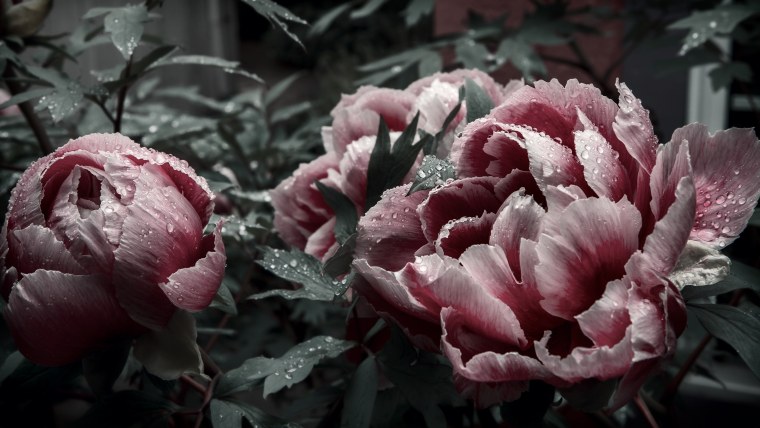 Пионы и ирисы