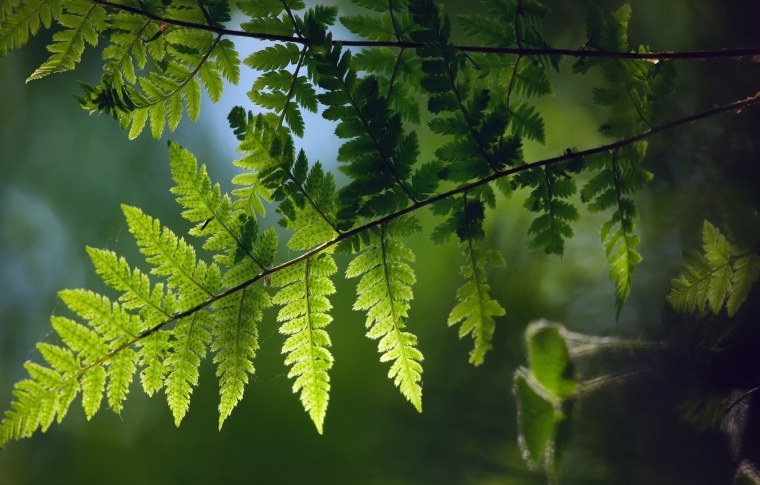 Папоротник Smithee