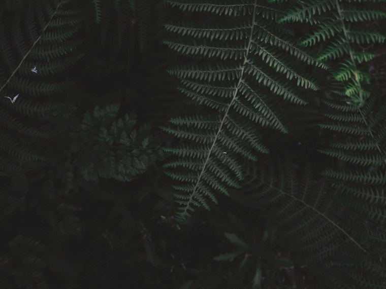 Папоротник макротелиптерис Торреса