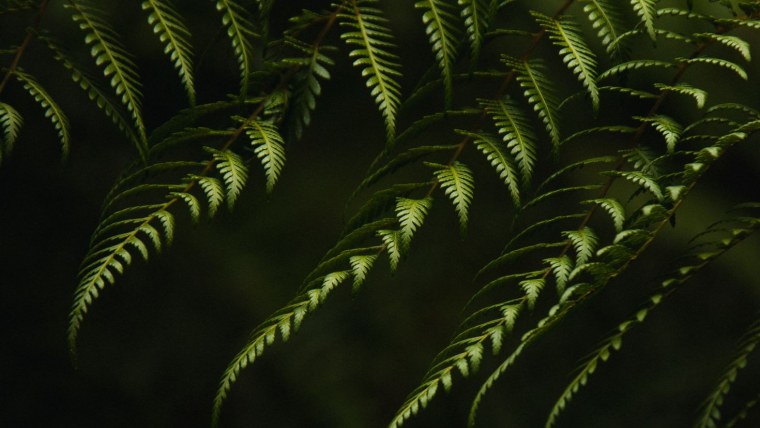 Папоротник малабарский