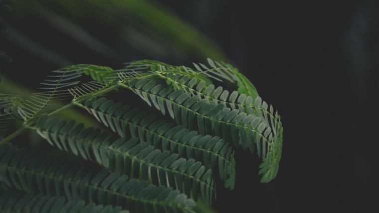 Папоротник Каликут