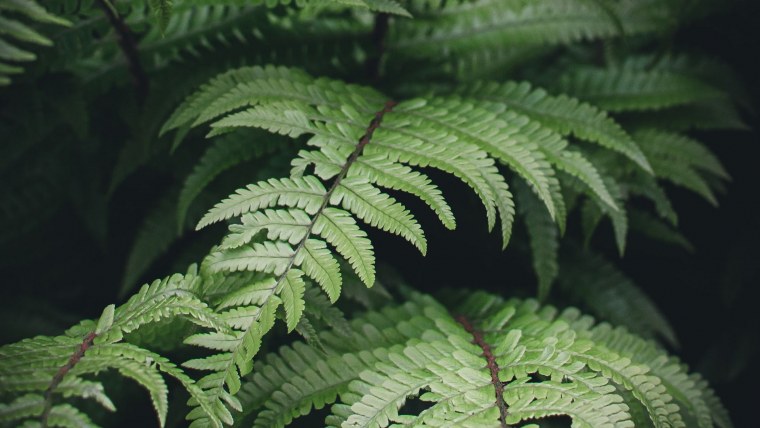 Папоротник на черном фоне