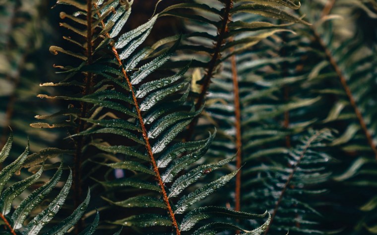 Папоротник кросс