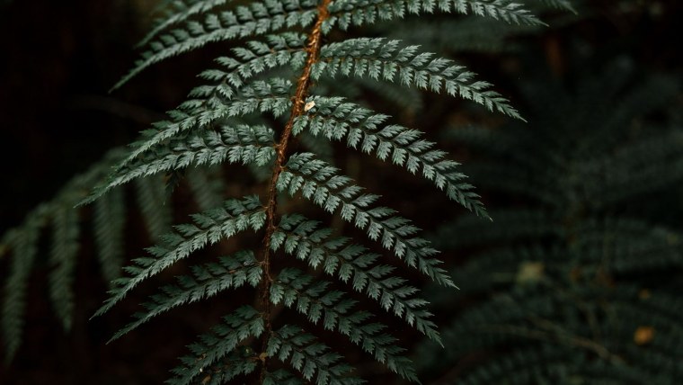 Папоротник Алсофила