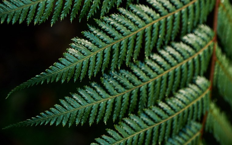 Канадский папоротник