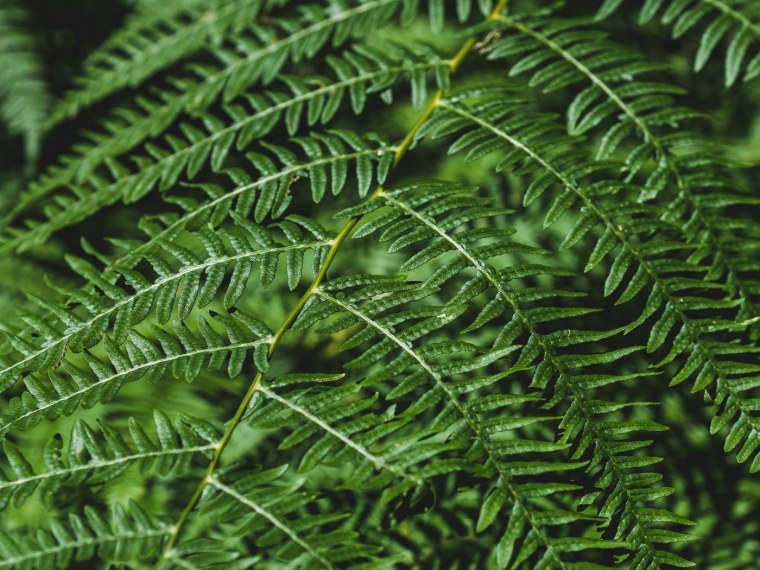 Щитовник autumn