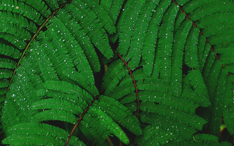 Обои папоротник