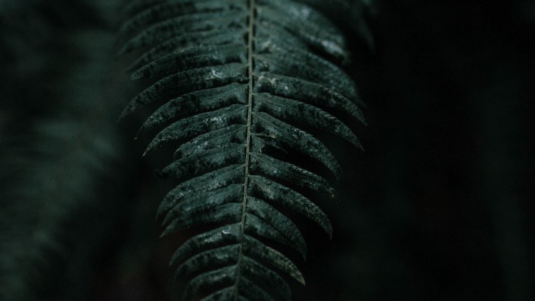 Ветка папоротника